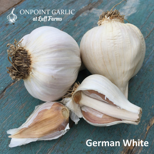 German White Gourmet Garlic