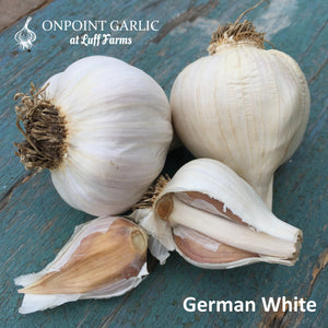 German White Gourmet Garlic